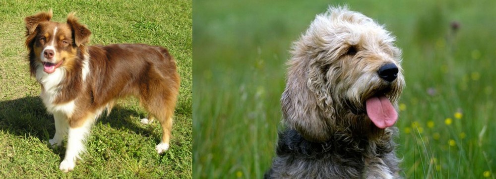 Otterhound vs Miniature Australian Shepherd - Breed Comparison