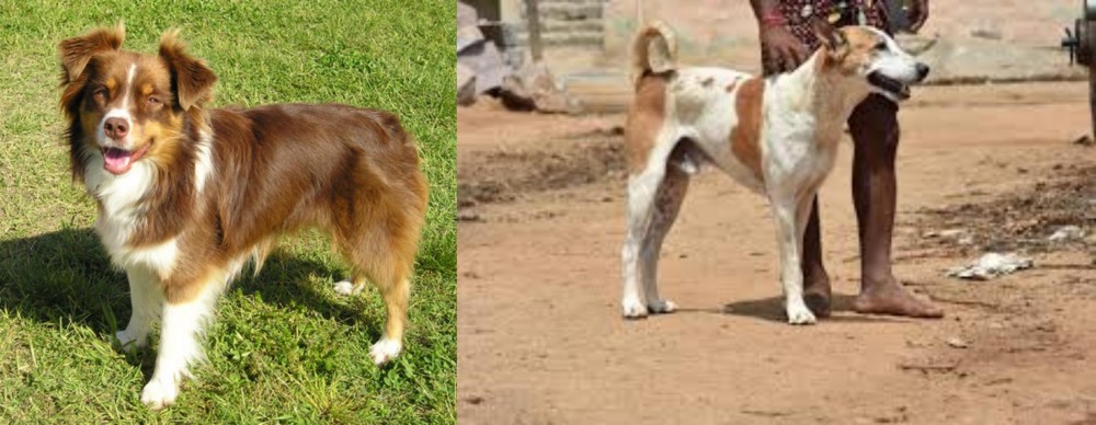 Pandikona vs Miniature Australian Shepherd - Breed Comparison