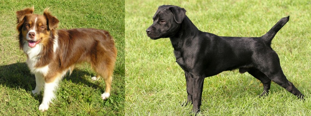 Patterdale Terrier vs Miniature Australian Shepherd - Breed Comparison