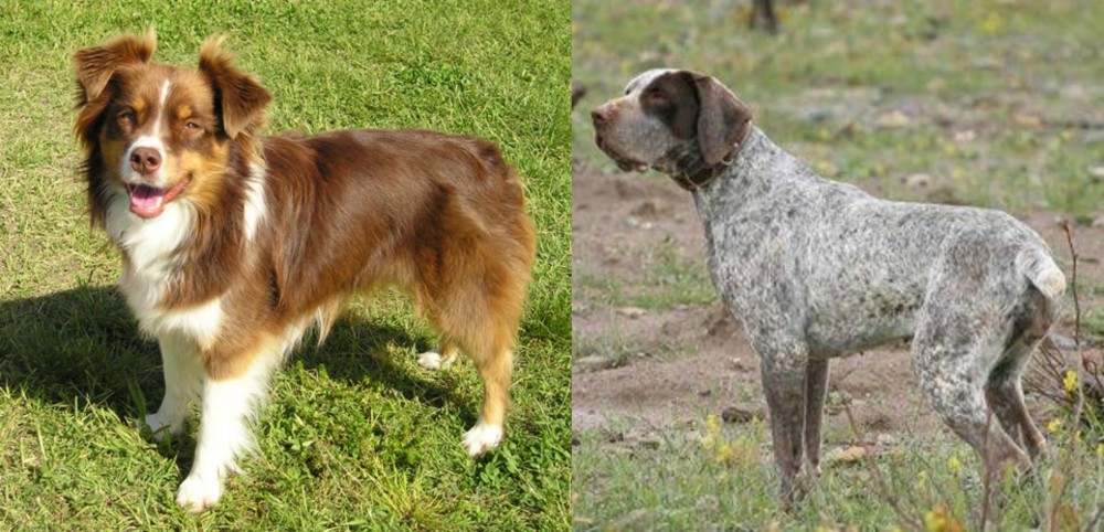 Perdiguero de Burgos vs Miniature Australian Shepherd - Breed Comparison