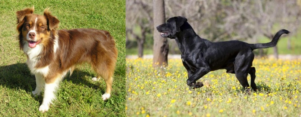 Perro de Pastor Mallorquin vs Miniature Australian Shepherd - Breed Comparison
