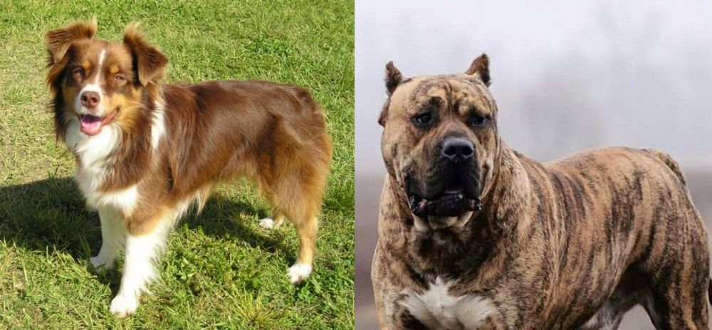 Perro de Presa Canario vs Miniature Australian Shepherd - Breed Comparison
