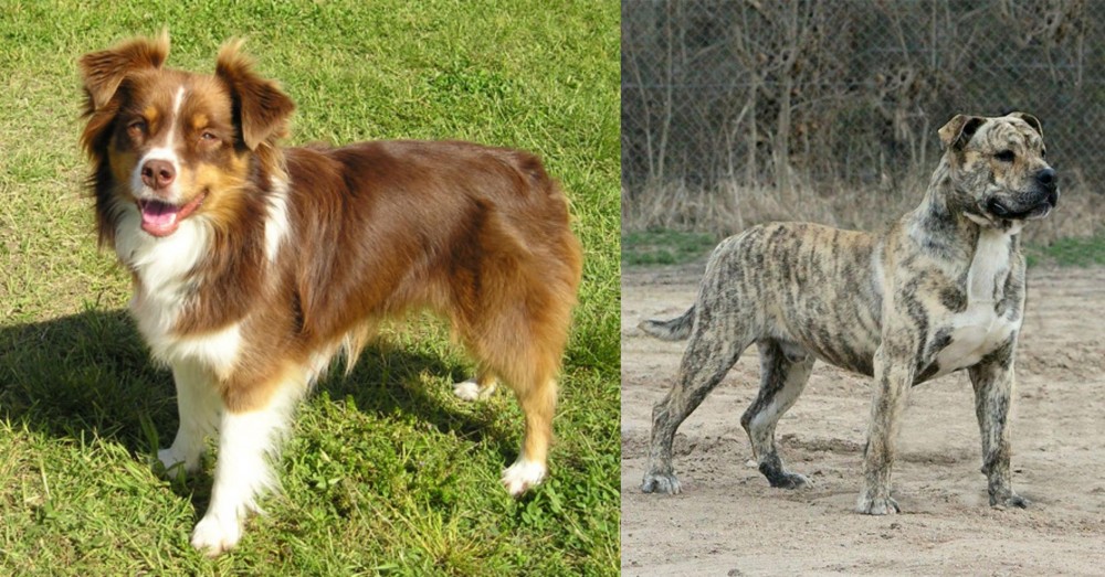 Perro de Presa Mallorquin vs Miniature Australian Shepherd - Breed Comparison
