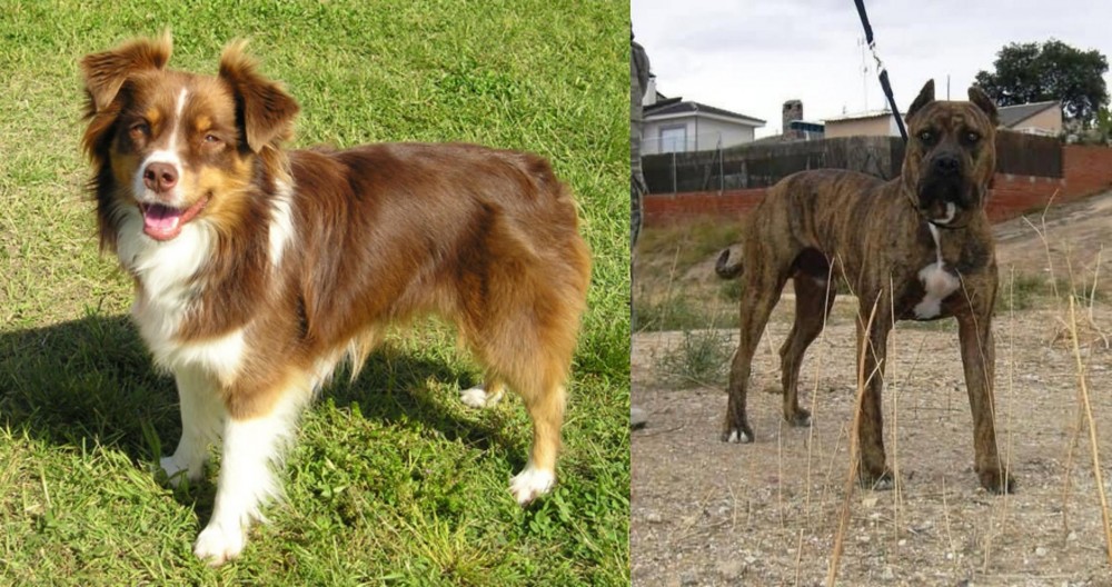 Perro de Toro vs Miniature Australian Shepherd - Breed Comparison