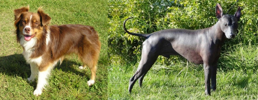 Peruvian Hairless vs Miniature Australian Shepherd - Breed Comparison