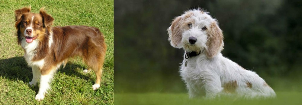 Petit Basset Griffon Vendeen vs Miniature Australian Shepherd - Breed Comparison