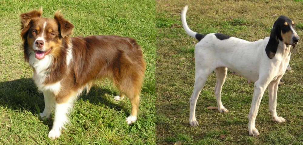 Petit Gascon Saintongeois vs Miniature Australian Shepherd - Breed Comparison
