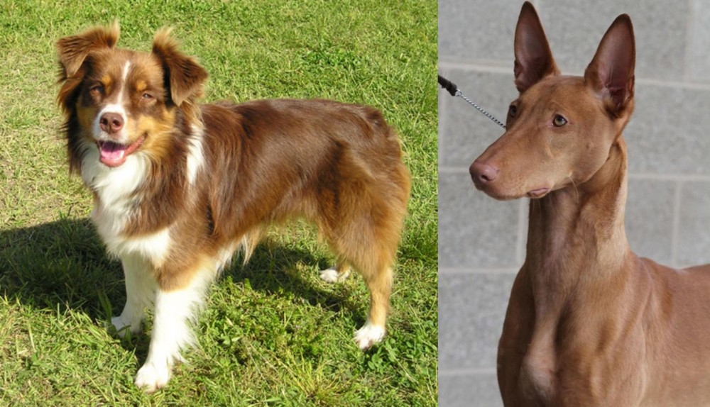 Pharaoh Hound vs Miniature Australian Shepherd - Breed Comparison
