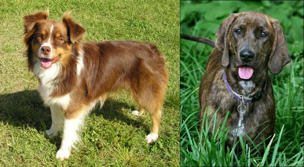 Plott Hound vs Miniature Australian Shepherd - Breed Comparison