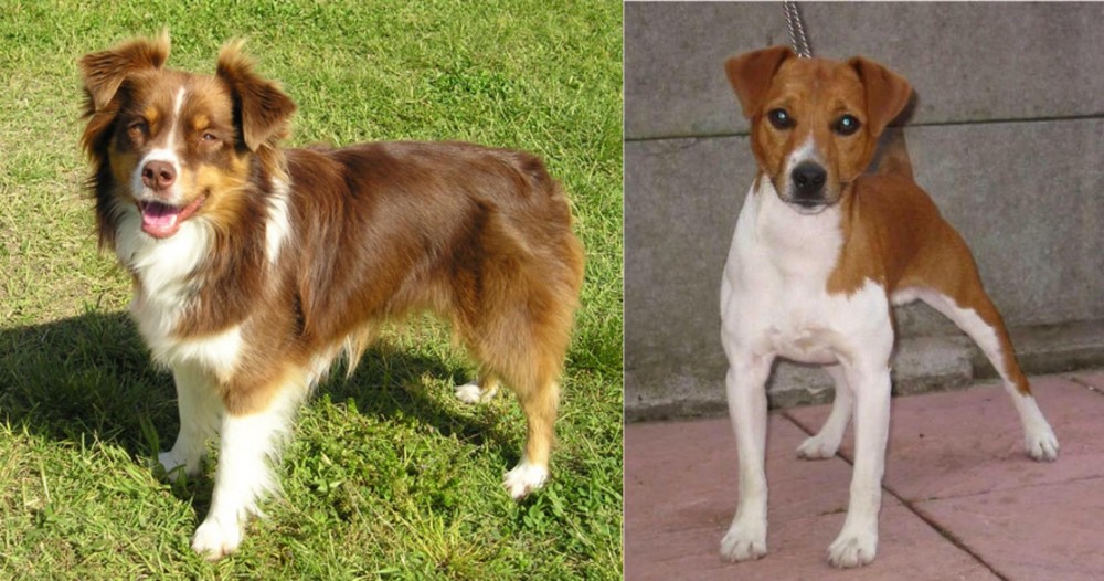 Plummer Terrier vs Miniature Australian Shepherd - Breed Comparison