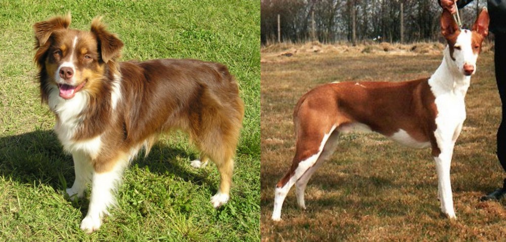 Podenco Canario vs Miniature Australian Shepherd - Breed Comparison
