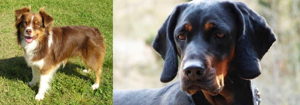 Polish Hunting Dog vs Miniature Australian Shepherd - Breed Comparison