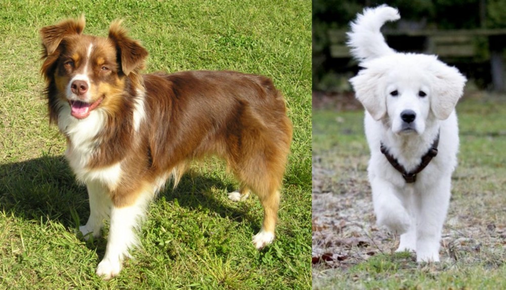 Polish Tatra Sheepdog vs Miniature Australian Shepherd - Breed Comparison