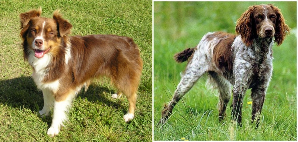 Pont-Audemer Spaniel vs Miniature Australian Shepherd - Breed Comparison