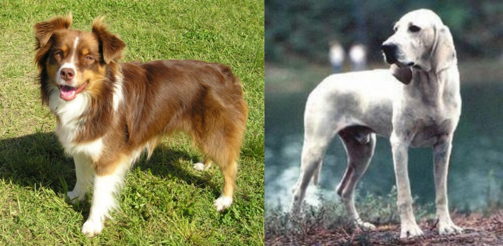Porcelaine vs Miniature Australian Shepherd - Breed Comparison