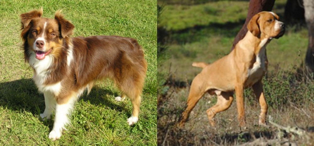Portuguese Pointer vs Miniature Australian Shepherd - Breed Comparison