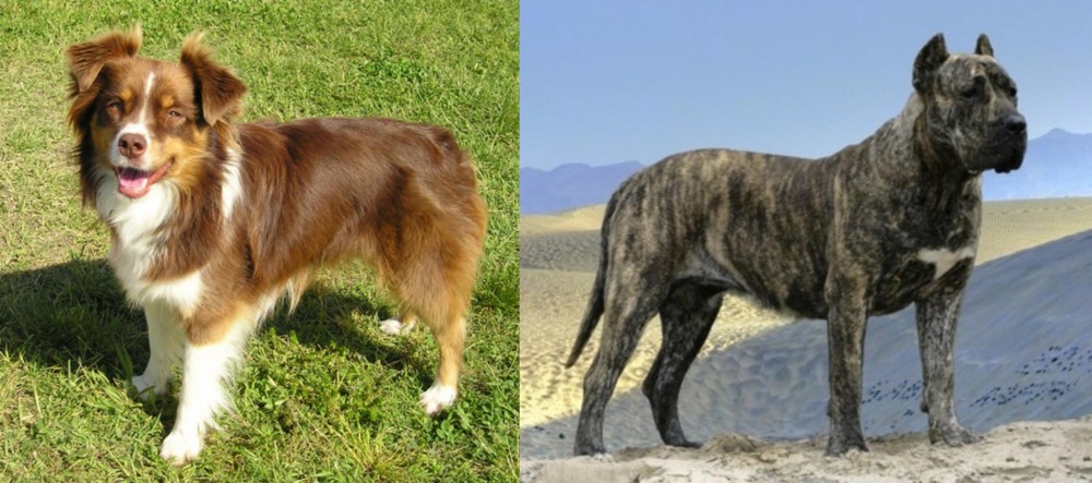 Presa Canario vs Miniature Australian Shepherd - Breed Comparison