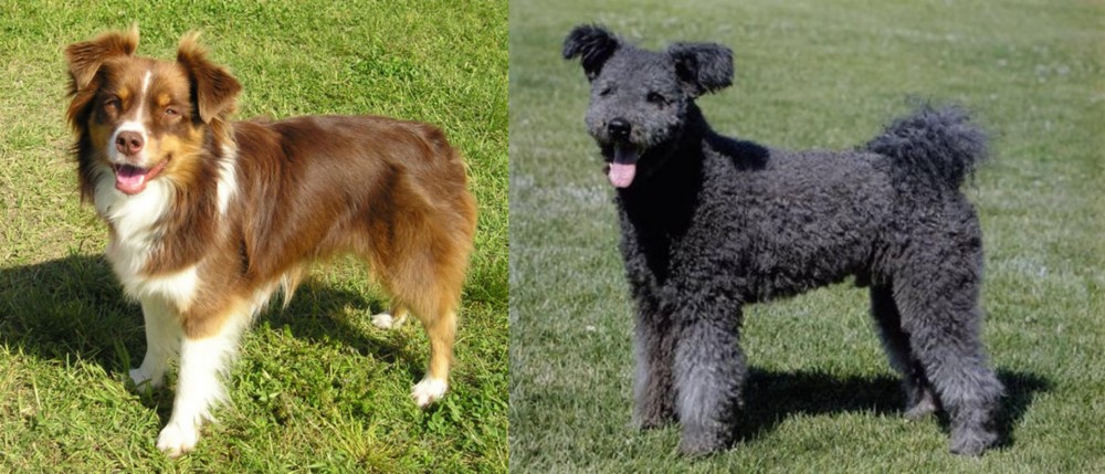 Pumi vs Miniature Australian Shepherd - Breed Comparison