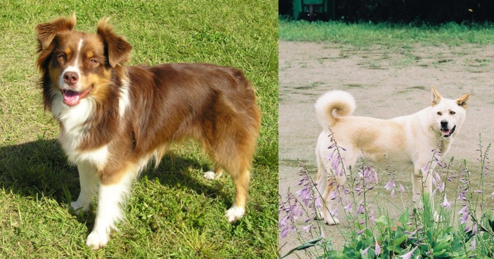 Pungsan Dog vs Miniature Australian Shepherd - Breed Comparison