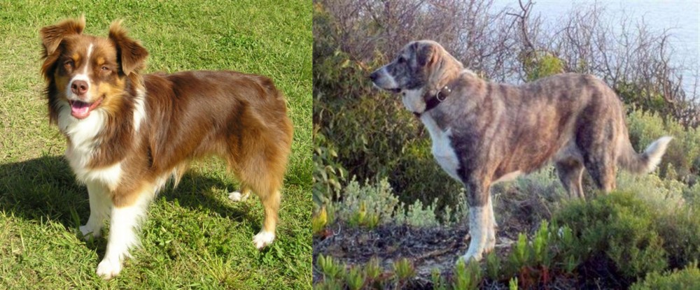 Rafeiro do Alentejo vs Miniature Australian Shepherd - Breed Comparison