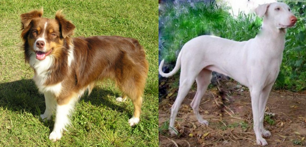 Rajapalayam vs Miniature Australian Shepherd - Breed Comparison
