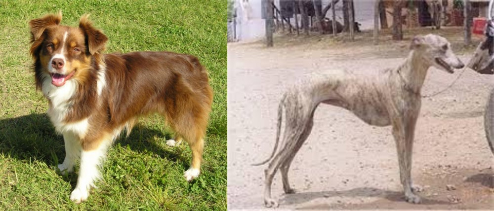 Rampur Greyhound vs Miniature Australian Shepherd - Breed Comparison
