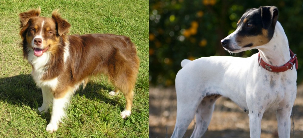 Ratonero Bodeguero Andaluz vs Miniature Australian Shepherd - Breed Comparison