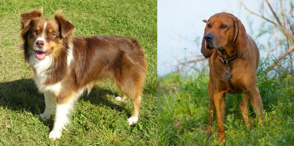 Redbone Coonhound vs Miniature Australian Shepherd - Breed Comparison