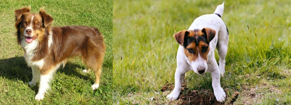 Russell Terrier vs Miniature Australian Shepherd - Breed Comparison