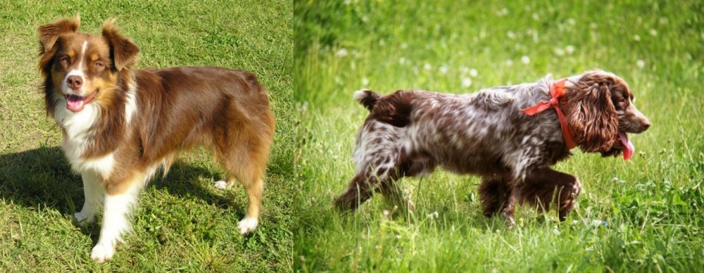 Russian Spaniel vs Miniature Australian Shepherd - Breed Comparison