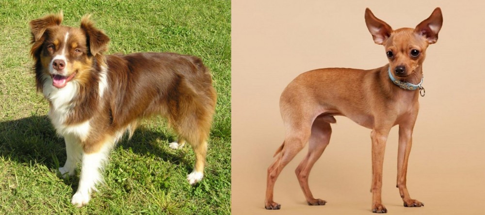 Russian Toy Terrier vs Miniature Australian Shepherd - Breed Comparison