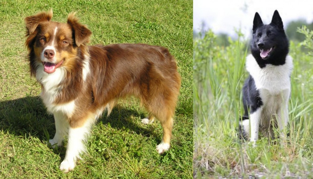 Russo-European Laika vs Miniature Australian Shepherd - Breed Comparison