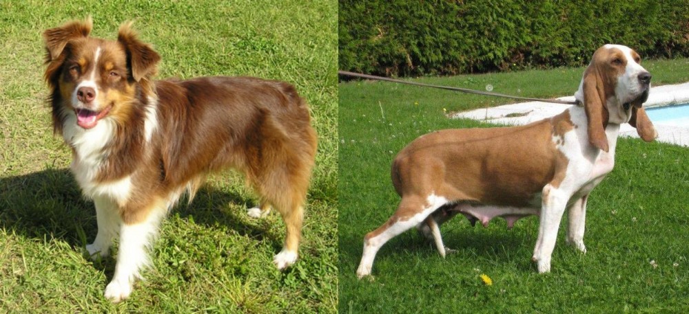 Sabueso Espanol vs Miniature Australian Shepherd - Breed Comparison
