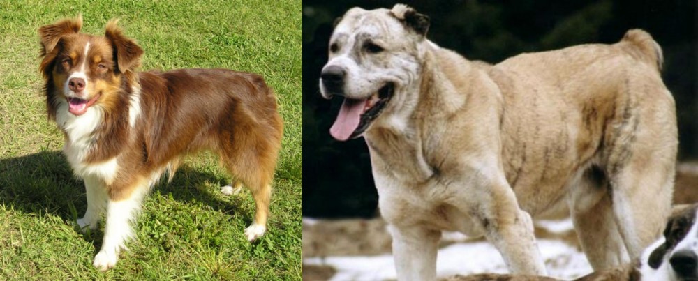 Sage Koochee vs Miniature Australian Shepherd - Breed Comparison