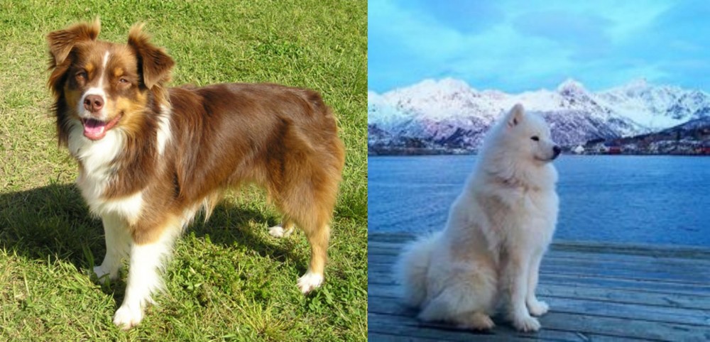 Samoyed vs Miniature Australian Shepherd - Breed Comparison