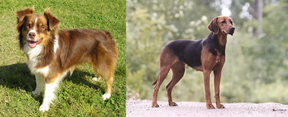 Schillerstovare vs Miniature Australian Shepherd - Breed Comparison