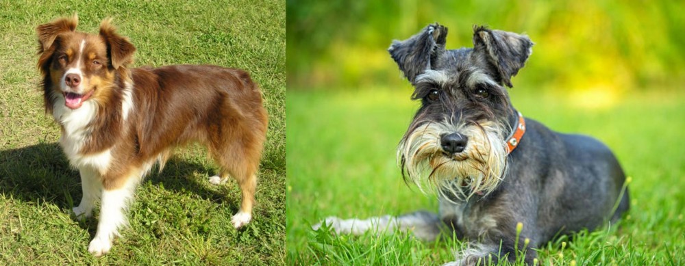 Schnauzer vs Miniature Australian Shepherd - Breed Comparison