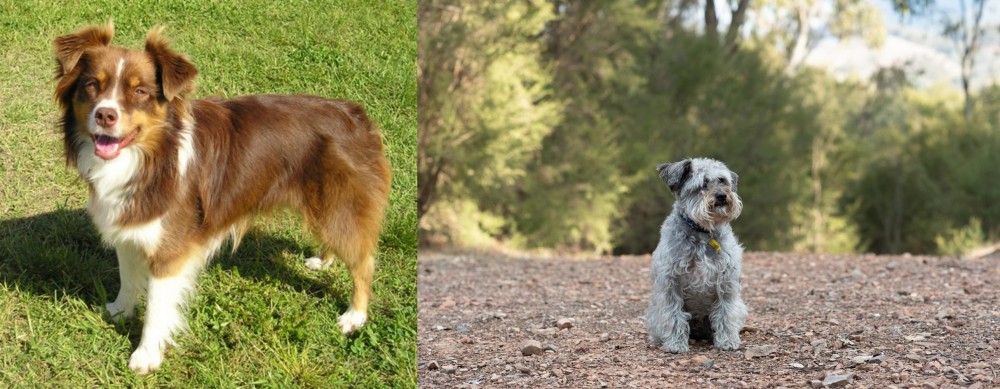 Schnoodle vs Miniature Australian Shepherd - Breed Comparison