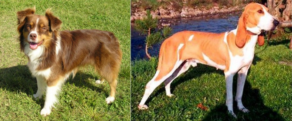 Schweizer Laufhund vs Miniature Australian Shepherd - Breed Comparison