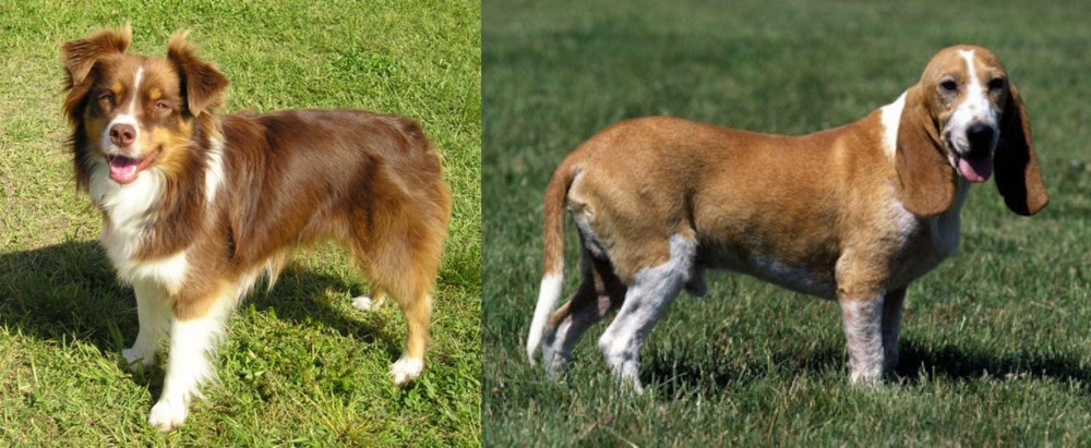 Schweizer Niederlaufhund vs Miniature Australian Shepherd - Breed Comparison