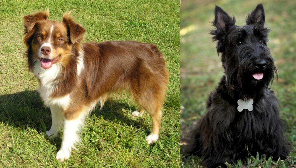 Scoland Terrier vs Miniature Australian Shepherd - Breed Comparison