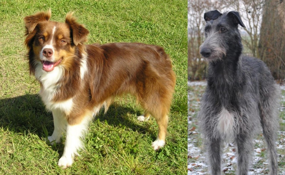 Scottish Deerhound vs Miniature Australian Shepherd - Breed Comparison