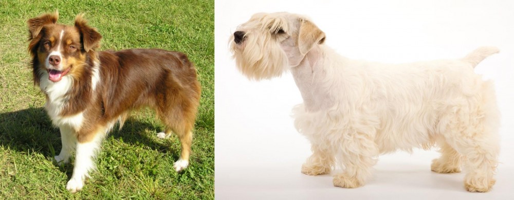 Sealyham Terrier vs Miniature Australian Shepherd - Breed Comparison
