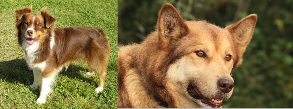 Seppala Siberian Sleddog vs Miniature Australian Shepherd - Breed Comparison