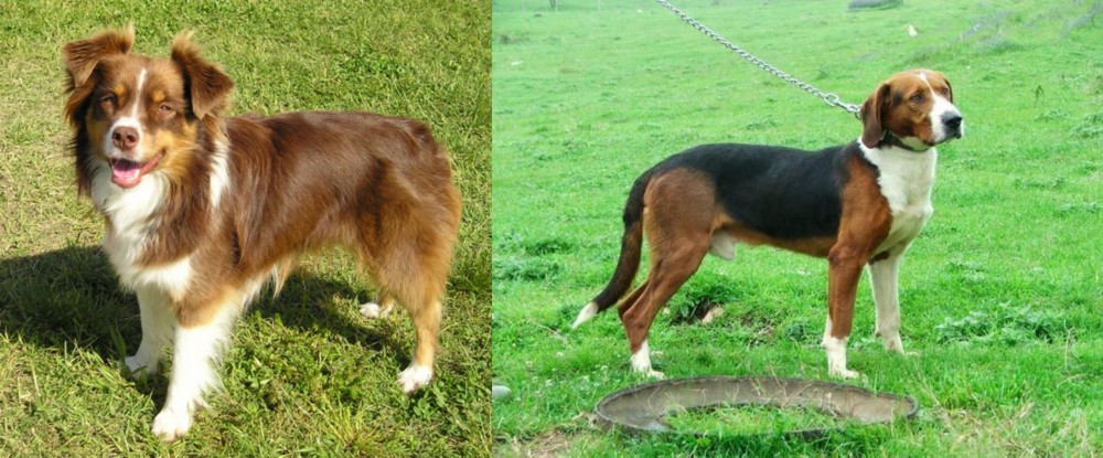 Serbian Tricolour Hound vs Miniature Australian Shepherd - Breed Comparison