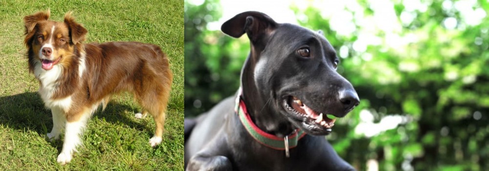 Shepard Labrador vs Miniature Australian Shepherd - Breed Comparison