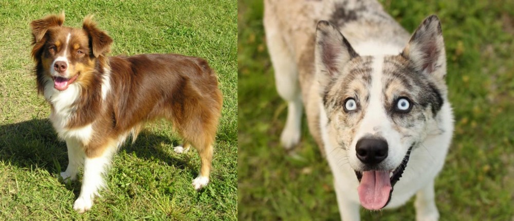 Shepherd Husky vs Miniature Australian Shepherd - Breed Comparison