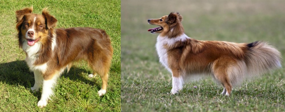 Shetland Sheepdog vs Miniature Australian Shepherd - Breed Comparison
