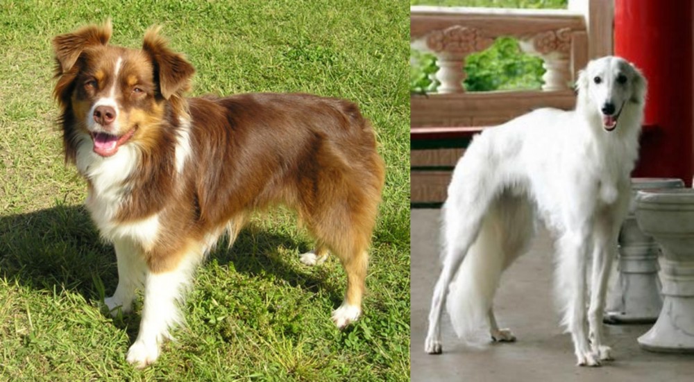 Silken Windhound vs Miniature Australian Shepherd - Breed Comparison