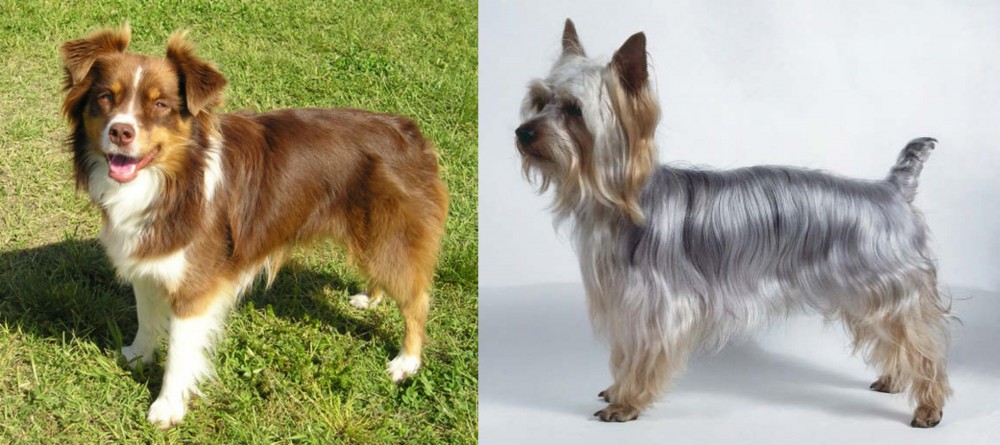 Silky Terrier vs Miniature Australian Shepherd - Breed Comparison